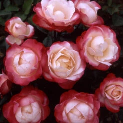 Rose 'Nostalgia' -Garden Bulbs Store 530171 4