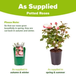 Rose 'Nostalgia' -Garden Bulbs Store 530171 7