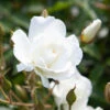 Rose 'Iceberg' -Garden Bulbs Store 530179