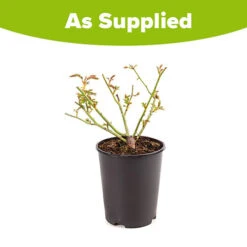 Rose 'Iceberg' -Garden Bulbs Store 530179 2