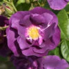 Rose 'Rhapsody In Blue' -Garden Bulbs Store 530182