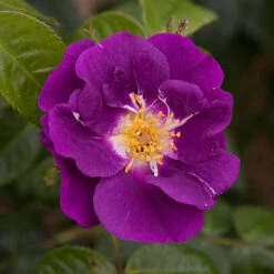 Rose 'Rhapsody In Blue' -Garden Bulbs Store 530182 2