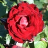 Climbing Rose 'Dublin Bay' -Garden Bulbs Store 530189