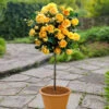 Patio Standard Rose 'Yellow' -Garden Bulbs Store 530192