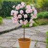 Patio Standard Rose 'Pink' -Garden Bulbs Store 530193
