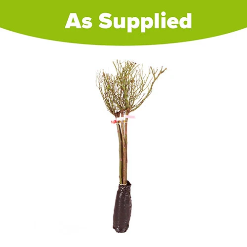 Patio Standard Roses Collection 8 Patio Standard Roses Collection - Image 6