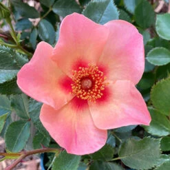 Rose Of The Year 2015 'For Your Eyes Only' 7 Rose Of The Year 2015 'For Your Eyes Only' -Garden Bulbs Store 530200 2