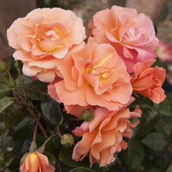 Rose 'Scent From Heaven' -Garden Bulbs Store 530239 1