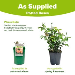 Rose 'Scent From Heaven' -Garden Bulbs Store 530239 3