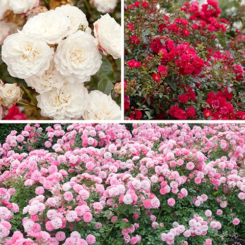 'Classic' Groundcover Rose Collection 3 'Classic' Groundcover Rose Collection