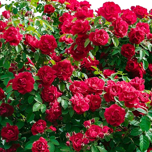 'Classic' Groundcover Rose Collection 4 'Classic' Groundcover Rose Collection - Image 2