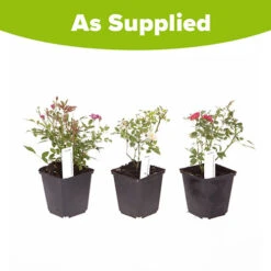 'Classic' Groundcover Rose Collection 11 'Classic' Groundcover Rose Collection -Garden Bulbs Store 530247 4