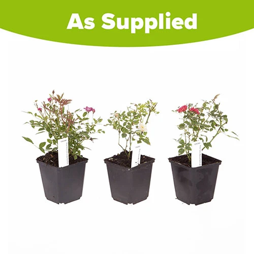 'Classic' Groundcover Rose Collection 7 'Classic' Groundcover Rose Collection - Image 5