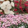 6 X Groundcover Roses -Garden Bulbs Store 530262