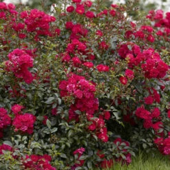 6 X Groundcover Roses 13 6 X Groundcover Roses -Garden Bulbs Store 530262 5