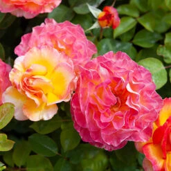 Rose Gorgeous 14 Rose Gorgeous -Garden Bulbs Store 530311 4