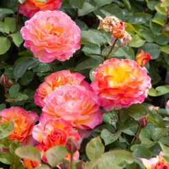 Rose Gorgeous 16 Rose Gorgeous -Garden Bulbs Store 530311 6