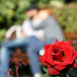 Rose Of The Year 2018 'Lovestruck' -Garden Bulbs Store 530312 1