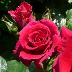 Rose Of The Year 2018 'Lovestruck' -Garden Bulbs Store 530312 2