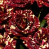 Rose 'Abracadabra' -Garden Bulbs Store 530316