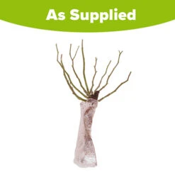 Garden Bulbs Store -Garden Bulbs Store 530316 1