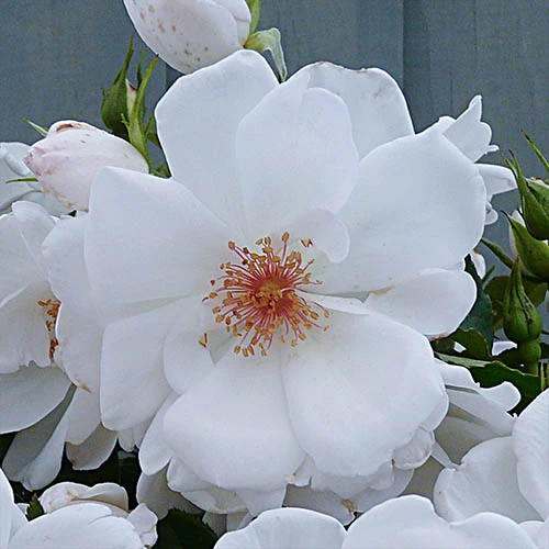 Rose Starlight Symphony 4 Rose Starlight Symphony - Image 2