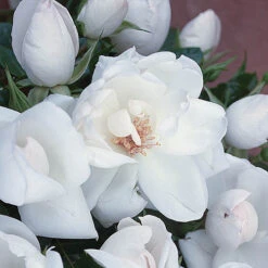 Rose Starlight Symphony 7 Rose Starlight Symphony -Garden Bulbs Store 530344 2