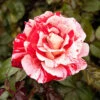 Rose 'Raspberry Ripple' (Papageno) -Garden Bulbs Store 530345