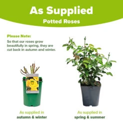 Rose 'Climbing Arthur Bell' -Garden Bulbs Store 530362 2