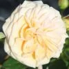 Rose 'Timeless Cream' -Garden Bulbs Store 530413
