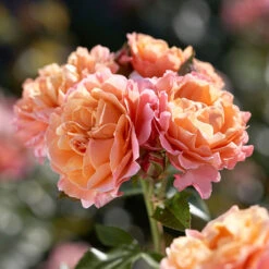 Rose 'Marie Curie' -Garden Bulbs Store 530434 2