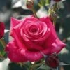 Rose 'Timeless Charisma' -Garden Bulbs Store 530469