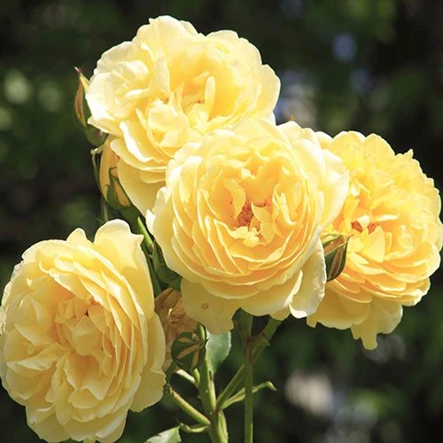 ROTY 2021 Rose 'Belle De Jour' 3 ROTY 2021 Rose 'Belle De Jour'