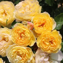 ROTY 2021 Rose 'Belle De Jour' 10 ROTY 2021 Rose 'Belle De Jour' -Garden Bulbs Store 530478 1