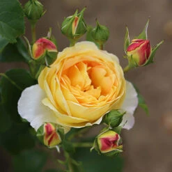 ROTY 2021 Rose 'Belle De Jour' 11 ROTY 2021 Rose 'Belle De Jour' -Garden Bulbs Store 530478 2