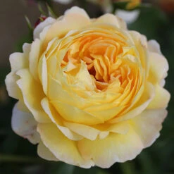 ROTY 2021 Rose 'Belle De Jour' 13 ROTY 2021 Rose 'Belle De Jour' -Garden Bulbs Store 530478 4