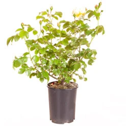 ROTY 2021 Rose 'Belle De Jour' 14 ROTY 2021 Rose 'Belle De Jour' -Garden Bulbs Store 530478 5