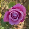 Rose 'Harry Edland' -Garden Bulbs Store 530484