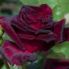 Rose 'Black Baccara' -Garden Bulbs Store 530513