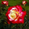 Rose 'Double Delight' -Garden Bulbs Store 530527