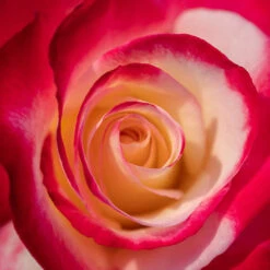 Rose 'Double Delight' 10 Rose 'Double Delight' -Garden Bulbs Store 530527 3