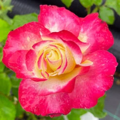 Rose 'Double Delight' 11 Rose 'Double Delight' -Garden Bulbs Store 530527 4