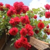 Rose Paul's Scarlet -Garden Bulbs Store 530578