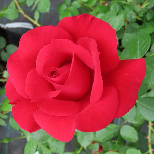 Rose The Prince's Trust 4 Rose The Prince's Trust - Image 2