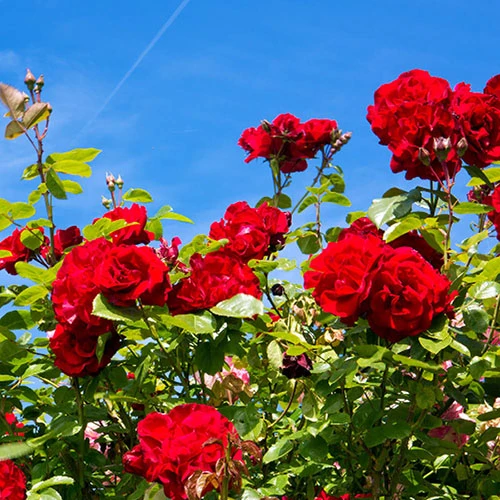 Rose The Prince's Trust 5 Rose The Prince's Trust - Image 3