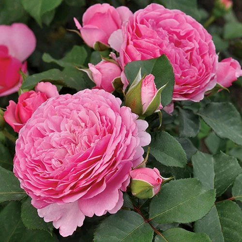 Rose 'Platinum Jubilee' 4 Rose 'Platinum Jubilee' - Image 2