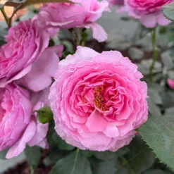 Rose 'Platinum Jubilee' 7 Rose 'Platinum Jubilee' -Garden Bulbs Store 530717 2