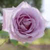 Rose 'Blue Moon' -Garden Bulbs Store 530723