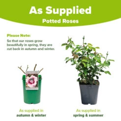 Rose 'Blue Moon' -Garden Bulbs Store 530723 2