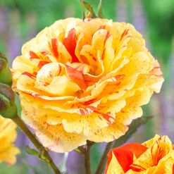 Rose Oranges And Lemons Papagena -Garden Bulbs Store 530737 1